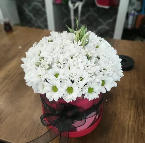 Kır Papatyası